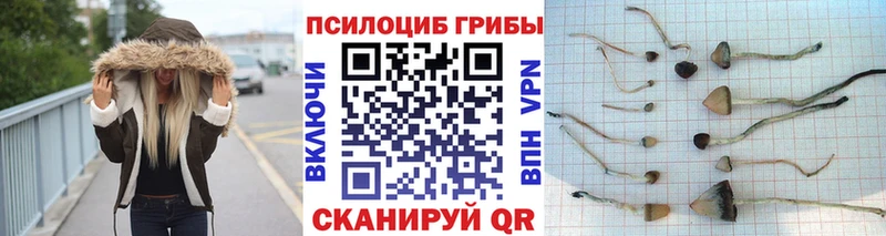 цены наркотик  Сасово  Псилоцибиновые грибы Psilocybine cubensis 